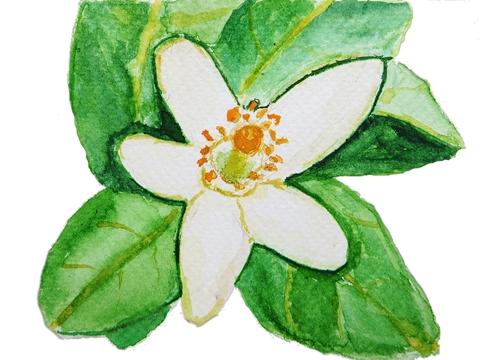 NEROLI (ORANGE BLOSSOM) - scent is incredible, and many are its health benefitsOIL