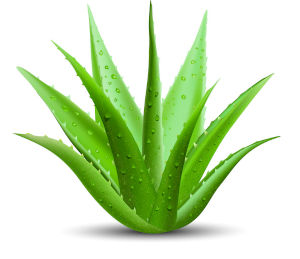 Aloe vera has no known side effects for topical use, which makes it suitable for those with sensitive skin.