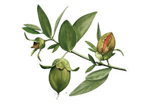 Jojoba oil is an effective fungicide, which is useful when cleaning bathrooms or kitchens where mould may be an issue