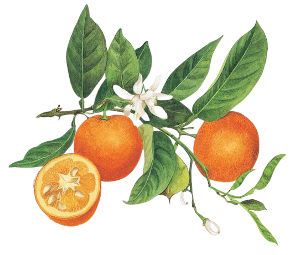 This zesty, uplifting oil is a key component of the ‘citrus’ blend of Greenscents fragrances and is a natural degreasing agent.