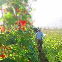 The Community Farm, Chew Magna, Bristol