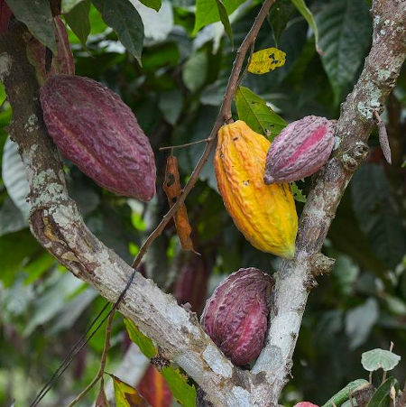 Did you know raw cacao contains 6 times more Flavonoids than blueberries?